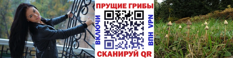 Псилоцибиновые грибы Psilocybine cubensis  Данилов 